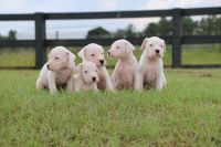 Dogo Cubano Puppies for sale in Ohio City, Cleveland, OH, USA. price: NA