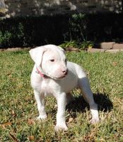 Dogo Sardesco Puppies for sale in Sun Prairie, WI 53590, USA. price: NA