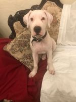 Dogo Sardesco Puppies for sale in Los Angeles County, CA, USA. price: NA