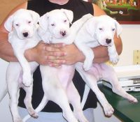 Dogo Sardesco Puppies Photos