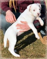 Dogo Sardesco Puppies for sale in Georgetown, KY 40324, USA. price: NA