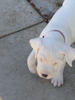 Dogo Sardesco Puppies for sale in Yuba City, CA, USA. price: NA