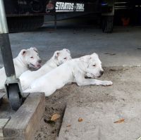 Dogo Sardesco Puppies for sale in Groveland, FL, USA. price: NA