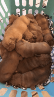 Dogue De Bordeaux Puppies Photos