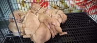 Dogue De Bordeaux Puppies for sale in Chennai, Tamil Nadu, India. price: 55000 INR