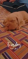 Dogue De Bordeaux Puppies for sale in Bareilly, Uttar Pradesh, India. price: 25000 INR