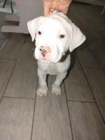 Dogue De Bordeaux Puppies for sale in Lakeland, FL 33801, USA. price: NA