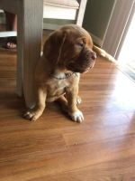 Dogue De Bordeaux Puppies for sale in New Castle, IN 47362, USA. price: NA