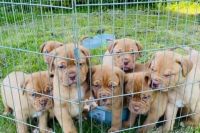 Dogue De Bordeaux Puppies Photos