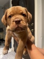Dogue De Bordeaux Puppies for sale in Van Nuys, Los Angeles, CA, USA. price: NA