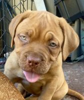 Dogue De Bordeaux Puppies for sale in Fort Lauderdale, FL, USA. price: NA