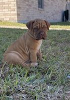 Dogue De Bordeaux Puppies for sale in Pharr, TX 78577, USA. price: NA