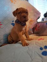 Dogue De Bordeaux Puppies for sale in Corbin, KY 40701, USA. price: NA