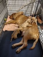 Dogue De Bordeaux Puppies for sale in El Reno, OK, USA. price: NA