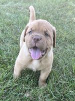 Dogue De Bordeaux Puppies for sale in Batavia, OH 45103, USA. price: NA