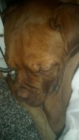 Dogue De Bordeaux Puppies for sale in Sparks, NV, USA. price: NA