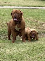 Dogue De Bordeaux Puppies for sale in Alvin, TX, USA. price: NA