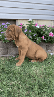 Dogue De Bordeaux Puppies for sale in Mt Vernon, MO 65712, USA. price: NA