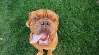Dogue De Bordeaux Puppies for sale in Riverside, CA 92505, USA. price: NA