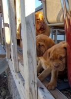 Dogue De Bordeaux Puppies for sale in El Reno, OK, USA. price: NA