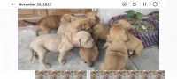 Dogue De Bordeaux Puppies for sale in Sodepur, Kolkata, West Bengal, India. price: 35000 INR