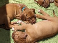 Dogue De Bordeaux Puppies for sale in Cape Coral-Fort Myers, FL, FL, USA. price: NA