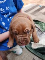 Dogue De Bordeaux Puppies for sale in North Ridgeville, OH, USA. price: NA