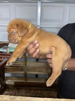 Dogue De Bordeaux Puppies for sale in Greensboro, NC, USA. price: NA