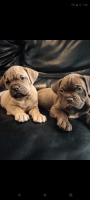 Dogue De Bordeaux Puppies for sale in Rio Linda, CA 95673, USA. price: $1,000