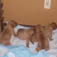 Dogue De Bordeaux Puppies for sale in Youngstown, OH, USA. price: NA