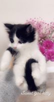 Domestic Longhaired Cat Cats for sale in Vancouver, WA, USA. price: NA