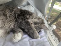 Domestic Longhaired Cat Cats for sale in Bartow, FL, USA. price: NA