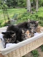 Domestic Longhaired Cat Cats for sale in 19941 Kentville Rd, Tiskilwa, IL 61368, USA. price: NA