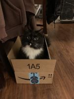 Domestic Longhaired Cat Cats for sale in Snohomish, WA, USA. price: NA