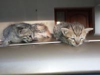 Domestic Longhaired Cat Cats for sale in KNG Pudur, Coimbatore, Tamil Nadu, India. price: 50 INR