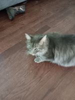 Domestic Longhaired Cat Cats for sale in Germanton, NC 27019, USA. price: $40
