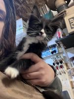 Domestic Longhaired Cat Cats for sale in Twin Falls, Idaho. price: $70