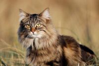 domestic longhaired cat cat