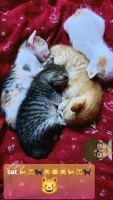 Domestic Mediumhair Cats for sale in Red Hills, Chennai, Tamil Nadu, India. price: NA