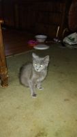 Domestic Mediumhair Cats for sale in Vista, CA, USA. price: NA