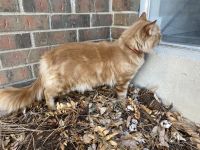 Domestic Mediumhair Cats for sale in Denver, CO 80225, USA. price: NA