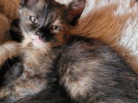Domestic Mediumhair Cats for sale in Mountlake Terrace, WA, USA. price: NA
