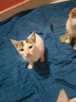 Domestic Mediumhair Cats for sale in Pune, Maharashtra, India. price: NA