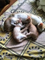 Domestic Mediumhair Cats for sale in Mathikere, Bengaluru, Karnataka, India. price: NA