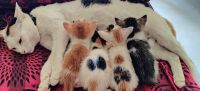 Domestic Mediumhair Cats for sale in Bengaluru, Karnataka, India. price: NA
