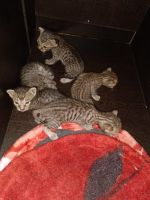 Domestic Mediumhair Cats for sale in Khora Colony, Sector 62A, Noida, Uttar Pradesh, India. price: NA