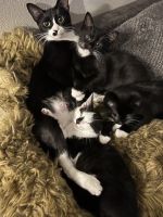 Domestic Mediumhair Cats for sale in Ocala, FL, USA. price: NA