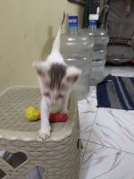 Domestic Mediumhair Cats for sale in Chennai, Tamil Nadu 600089, India. price: NA