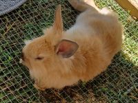 Domestic rabbit Rabbits for sale in Cosby, TN 37722, USA. price: NA
