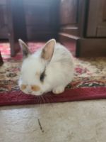 Domestic rabbit Rabbits for sale in Apopka, FL, USA. price: NA